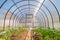 Small polycarbonate greenhouse. Inside view