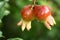 Small Pomegranate Fruit on the tree branch