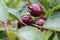 Small pomegranate on the tree