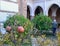 Small pomegranate tree in a courtyard of the Albaicin with a white haired man in the background out of focus