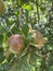 Small pomegranates that haven`t matured in summer