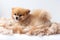 A small Pomeranian dog lies in a pile of shorn wool