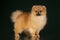 Small pomeranian spitz on a dark isolated background