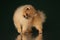 Small pomeranian spitz on a dark isolated background