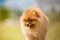 Small Pomeranian Spitz puppy portrait