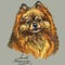 Small Pomeranian vector hand drawing in color