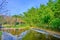 Small pond and bundle of bamboo trees and their green and intensive leaves.