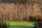 Small pond covered in green algae surrounded by golden bull rushes