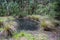 Small pond darkened by ash from recent bush forest fires, Great Ocean Road, Victoria, Australia