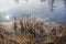 A small pond in the forest with a visible reflection of the sky on the water surface and overgrown with rushes.