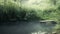 A small pond and a haze above it in nature among nettles and young trees  a wooden pier