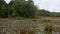 Small pond with lily pads in the spring pan