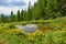 Small pond on a mountain meadow and yellow marsh-marigold (Caltha palustris) flowers