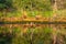 A small pond in a natural  moor reflects the surroundings