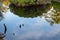 A small pond in a natural  moor reflects the surroundings