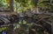 A small pond in the palm forest, where the fruits of the Hala tree palm trees - Pandanus Family float. Praslin Island.