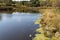 Small pond in rural Minnesota during the fall - algae and pond scum on the water, with some autumn leaves colors on trees. Taken