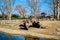 Small pond and sky background together with groups of Hamadryas baboon