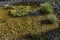 Small pond with water lily and green grass