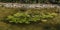 Small pond with water lily and green grass