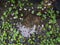 The Small Pond , Water Pennywort and White Flowers Surround after Rain