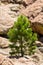 Small Ponderosa Pine at Turtle Rocks Colorado