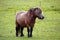 Small Pony In A Field