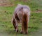 Small pony grzing during a Spring Rainstorm