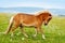 Small pony horse (Equus ferus caballus)