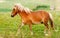 Small pony horse (Equus ferus caballus)