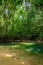 Small pool in a tropical rainforest