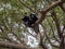 Small population, Guereza colobus, Colobus guereza, lives on Lake Awassa, Ethiopia