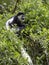 Small population, Guereza colobus, Colobus guereza, lives on Lake Awassa, Ethiopia