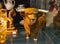 Small porcelain antique highland cattle cow on display in antique store