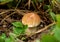 Small porcini boletus mushroom grows in autumnal forest