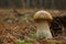 Small porcini mushroom growing in forest, closeup