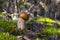 Small porcini mushroom grows