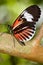 Small Postman Butterfly (Heliconius erato)