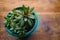 Small pot of beautiful green succulent plants on a richly colored table top, creative copy space