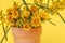 Small pot filled with yellow wattle and dandelion flowers. Close up nature image with yellow background.