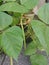 Small pot of the golden gram bean houseplant