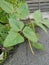 Small pot of the golden gram bean houseplant