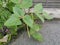 Small pot of the golden gram bean houseplant