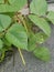 Small pot of the golden gram bean houseplant