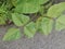 Small pot of the golden gram bean houseplant