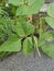 Small pot of the golden gram bean houseplant