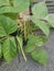 Small pot of the golden gram bean houseplant