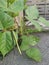 Small pot of the golden gram bean houseplant