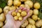 Small potato tubers on the agronomist& x27;s hand, poor potato harvest, crop failure