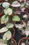 Small pots of the caladium dreamland plant